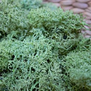 Preserved Reindeer  Moss 25gm - Light